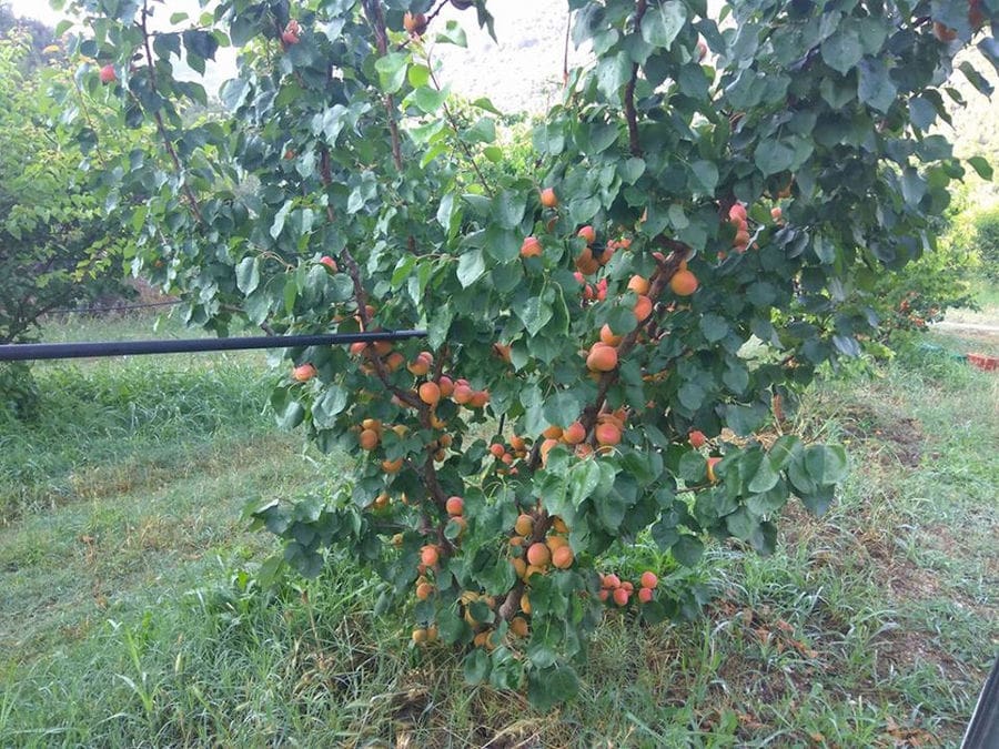 apricots tree with fruits at Drupes crops